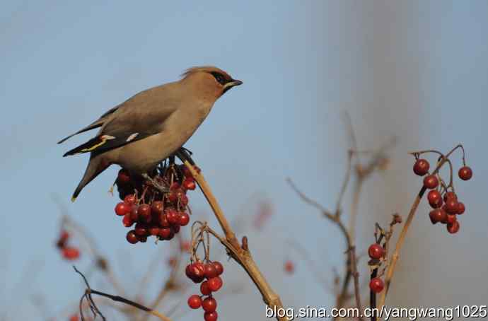 太平鸟（抓拍）3