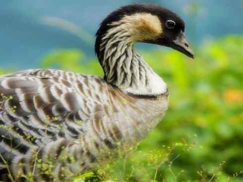 雁鸭之最之九（夏威夷雁、湍鸭、鹊雁）