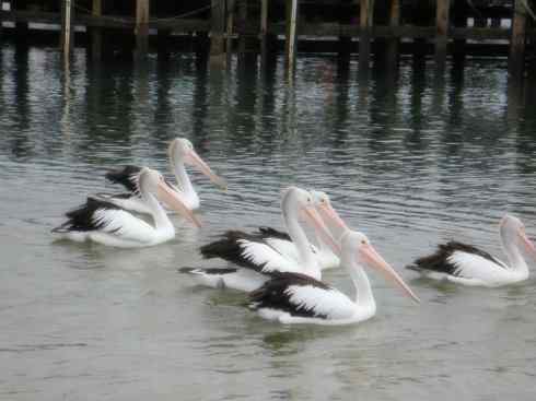 白头鸟系列：另类的美丽10（海鸥）