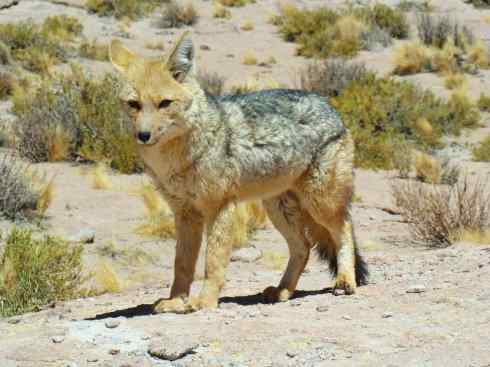 犬科：狐亚科伪狐属之阿根廷狐、山狐、达尔文狐