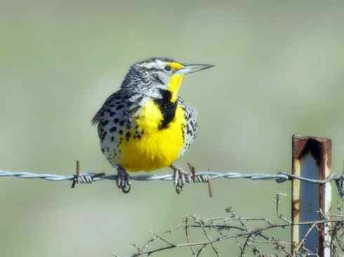 家禽驯化之源之三十二