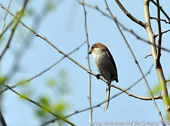 栗鹀鸟与牛头伯劳（记录版）