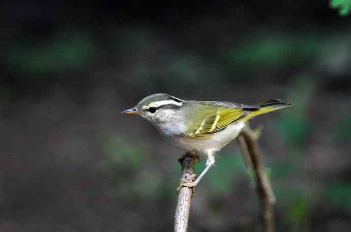 黄腰柳莺（11）