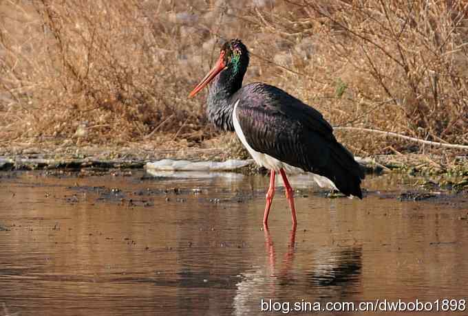 秃鹫和十渡的几只大鸟