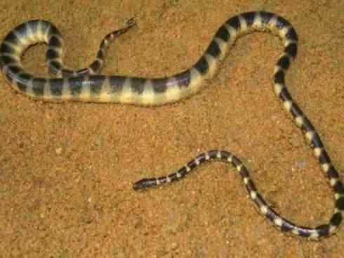 龙：传说的兽原型探秘（海蛇类）