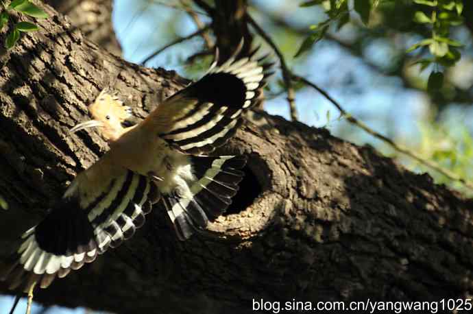 尽职尽责 wbr无私奉献（戴胜育雏纪实）
