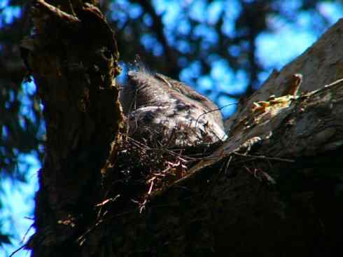 猎奇：奇特的鸟喙之十