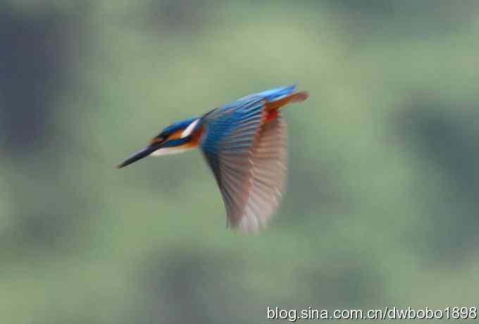 翠鸟欢鸣怀沙河