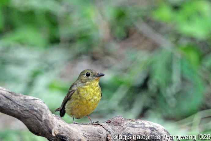 雌性绿背姬鶲（15）