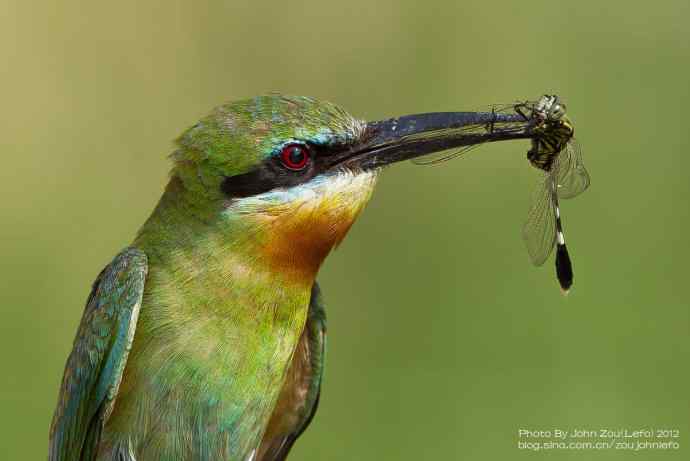 栗喉蜂虎嘴里的昆虫