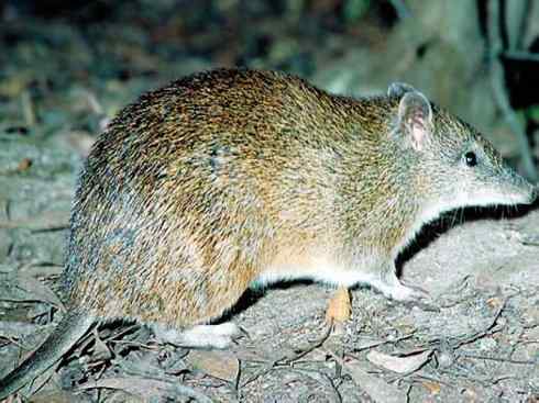 动物世界：山寨还是原创之十三