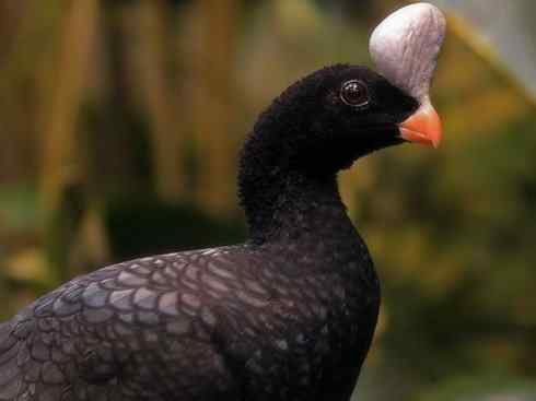 奇特的盔：盔凤冠雉