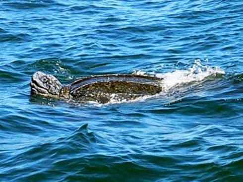 自然奇观：动物大迁徙(棱皮龟类)