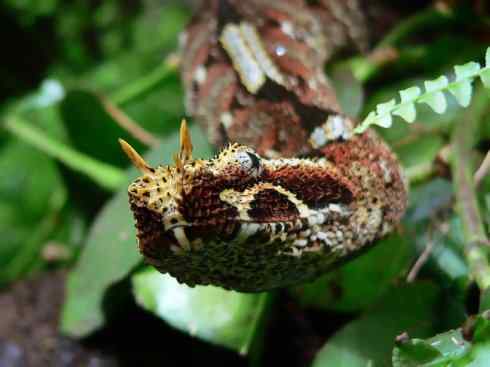 龙：传说的兽原型探秘（蝰蛇类）