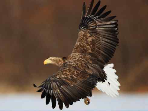 白头鸟系列:另类的美丽(吼海雕) 白头鸟系列:另类的美丽(吼海雕)