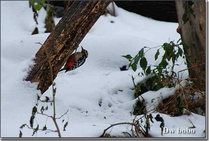 点击图片或使用键盘← →翻页