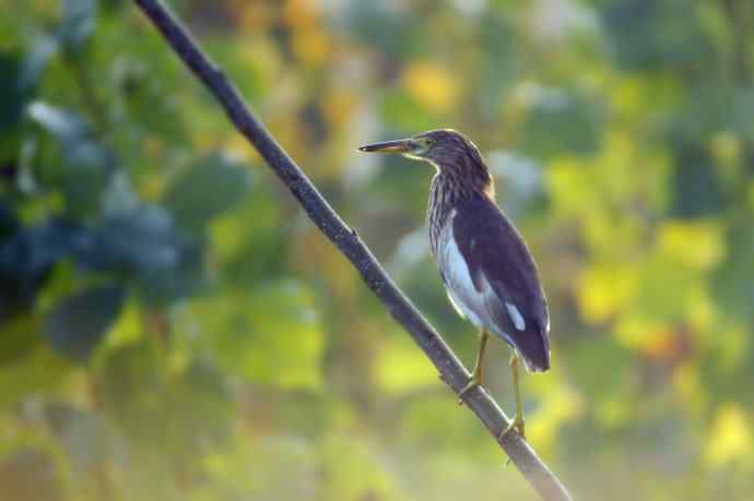 近几天拍到的鸟（拍鸟季来了鈥斺敼！）