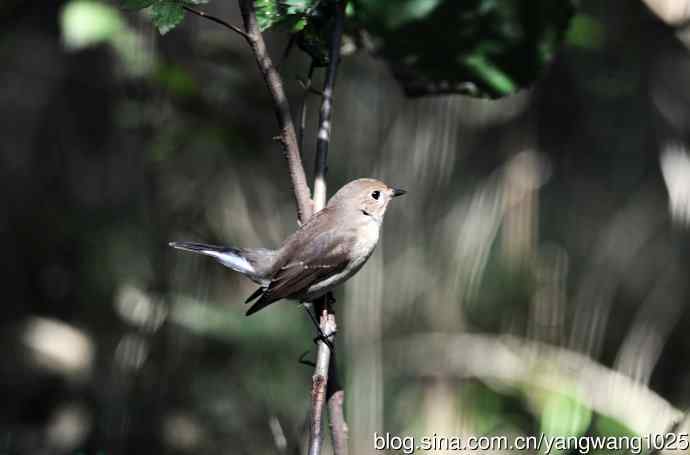 红喉姬鹟（16）