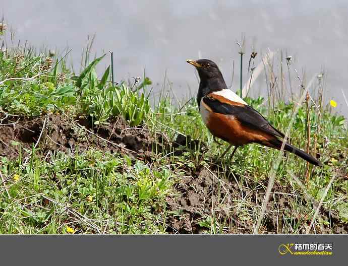 记录鈥溩乇澈谕佛粹