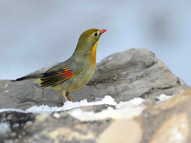 红嘴相思 VS 白喉噪鹛