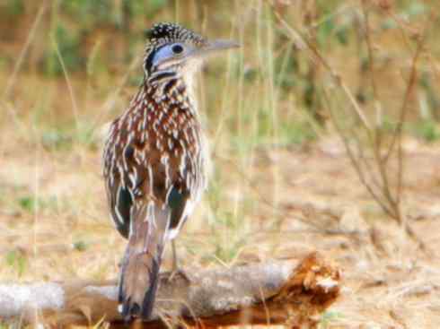 天生猎手：非猛禽类猎手之四（荒漠猎手走鹃）