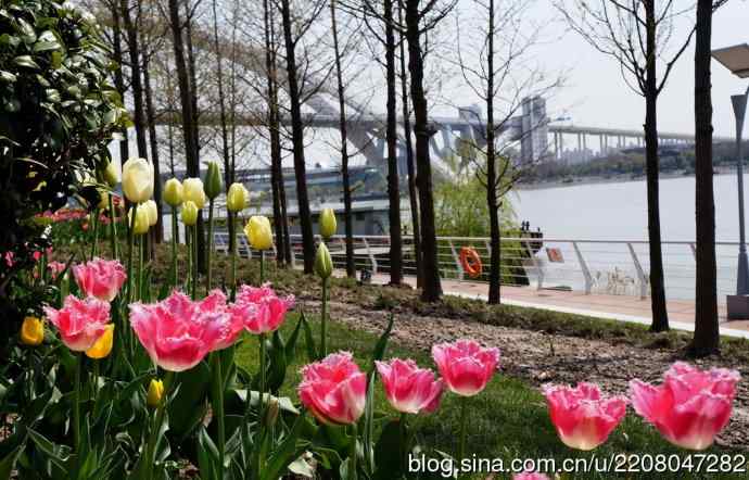 181.南园郁金香 181.南园郁金香