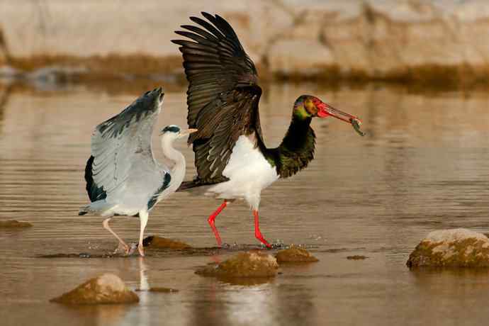 鹭鹳相争 wbr拍翁得意☆★