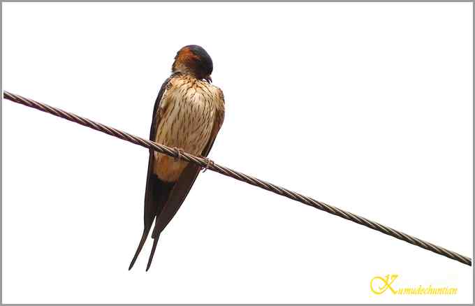 鈥溋菲胶饽锯澋慕鹧唷菊掌