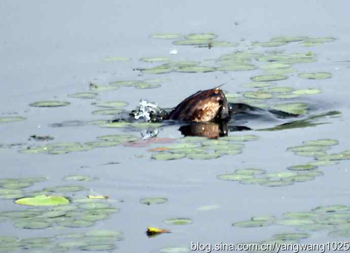 早餐 wbr鈥斺斝t捕鱼纪实