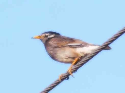 家禽驯化之源之二十三