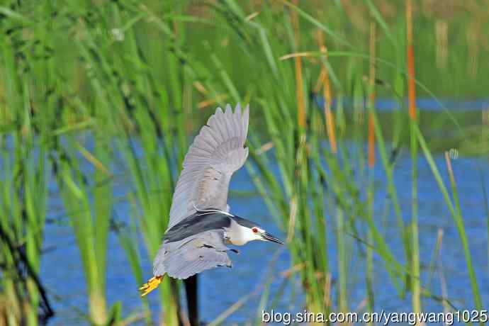 寻鱼的夜鹭（6）