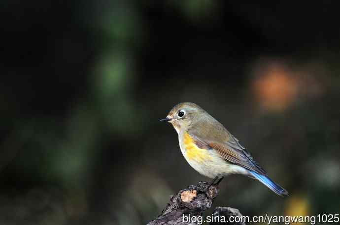 雌性红胁蓝尾鸲（49）