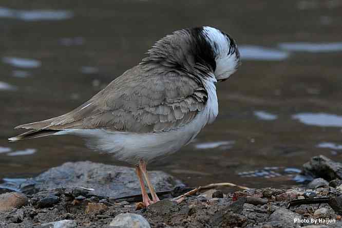 鸟为悦己者容(长嘴剑鸻梳妆)