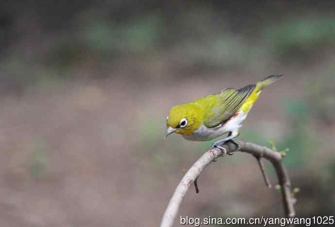 红胁绣眼鸟（3）