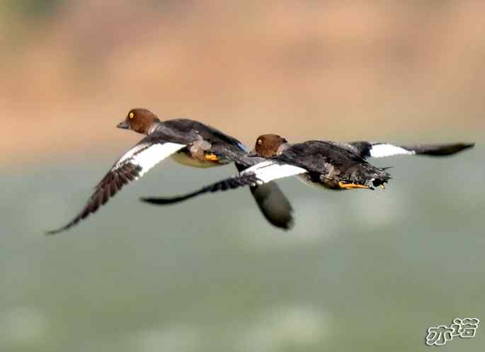 官厅水库&nbsp;wbr路&nbsp;wbr飞行的鸟儿