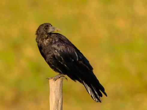 家禽驯化之源之二十九