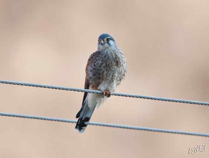 红隼吞鼠全记录（之二）
