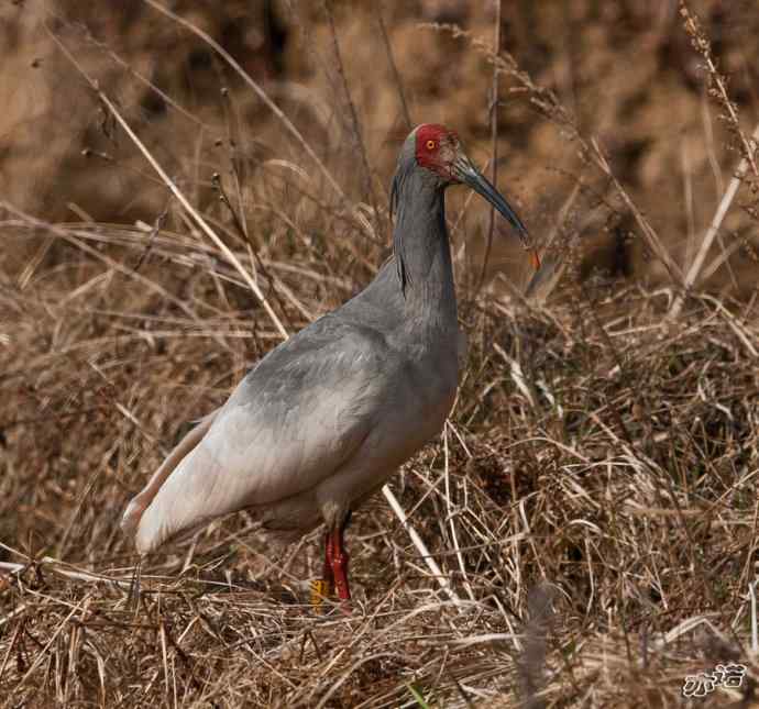 陕西洋县拍鸟——鸟儿的世界 观鸟的天堂