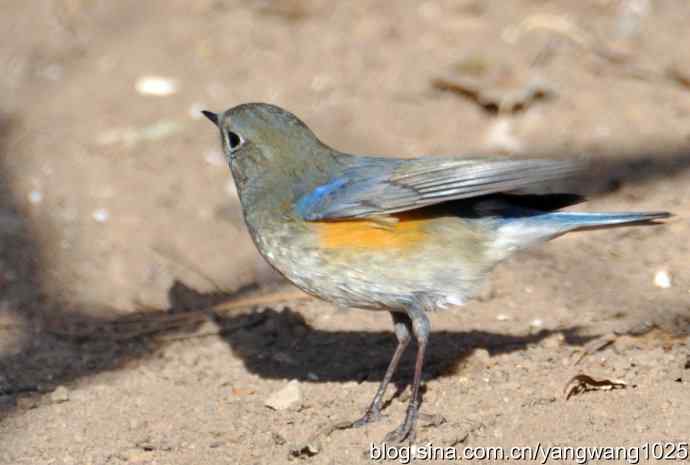 雄性红肋蓝尾鸲 wbr2