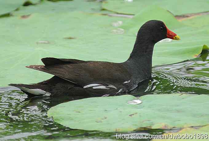黑水鸡育雏 黑水鸡育雏