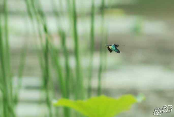 圆明园&nbsp;wbr路&nbsp;wbr黑丽翅蜻鈥斺敽商裂蘧