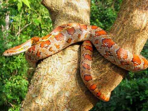 龙：传说的兽原型探秘（游蛇类）