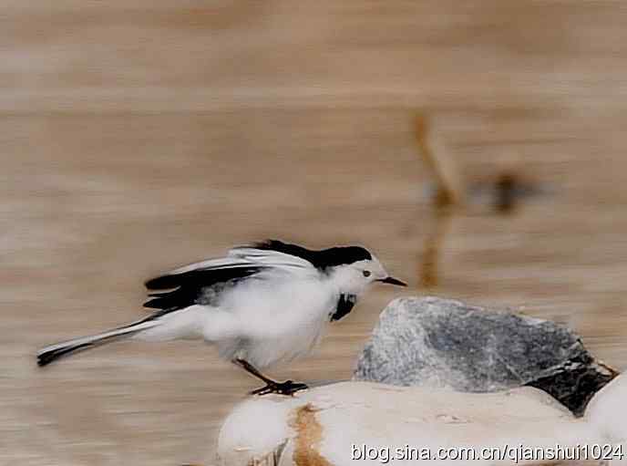 爱干净的小鹡鸰(十渡) 爱干净的小鹡鸰(十渡)