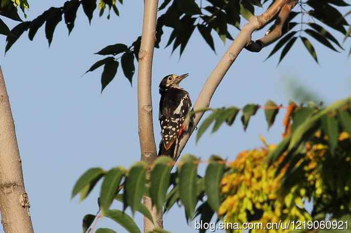 大斑啄木鸟（2）