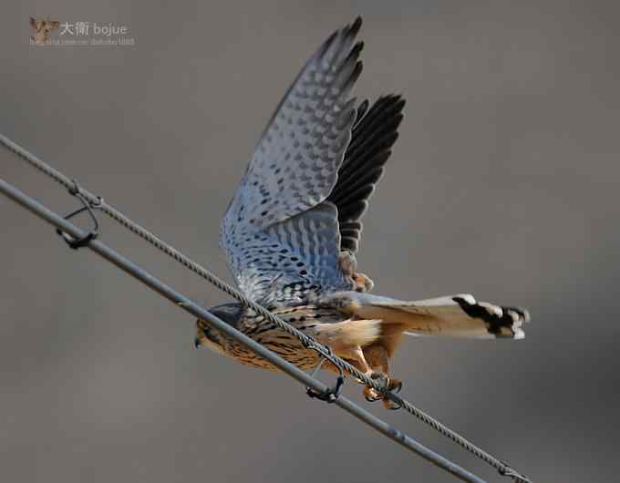 假日与家人一起愉快观鸟 假日与家人一起愉快观鸟