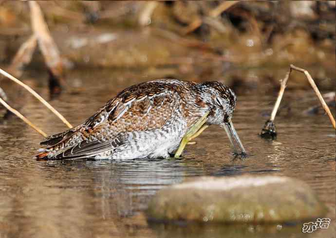 白河峡谷 wbr路 wbr孤沙锥(沐浴梳羽版) 白河峡谷 wbr路 wbr孤沙锥(沐浴梳羽版)