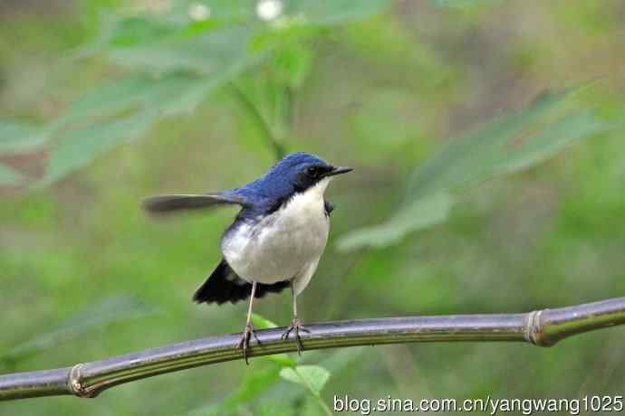 北京天坛公园的鸟类——雄性蓝歌鸲（17）