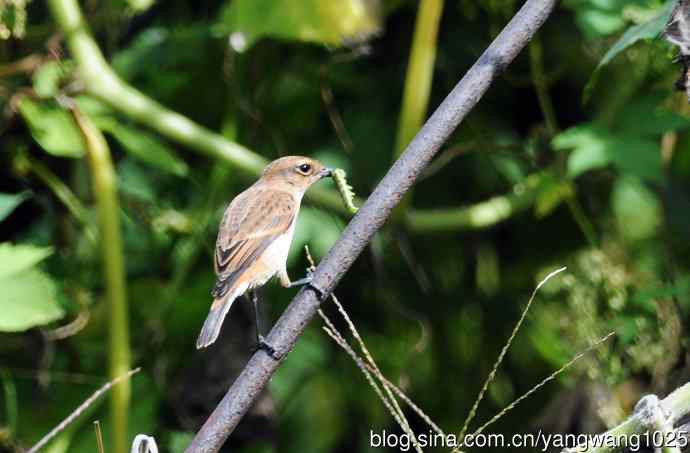 雌性黑喉石即鸟(2) 雌性黑喉石即鸟(2)