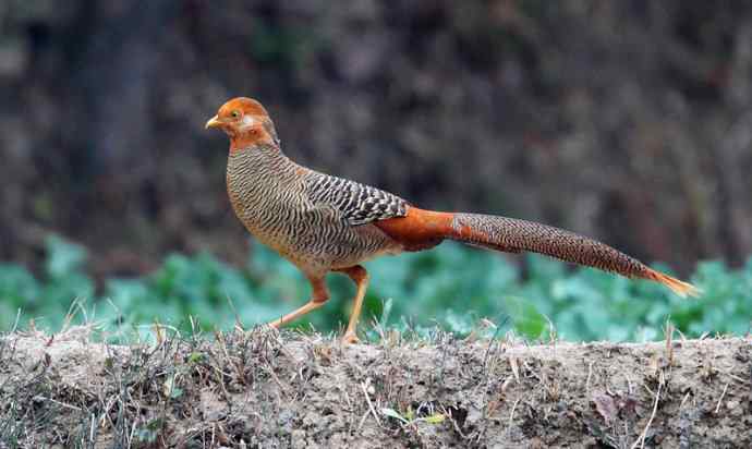 洋县两天观鸟,秦岭如此美妙! 洋县两天观鸟,秦岭如此美妙!