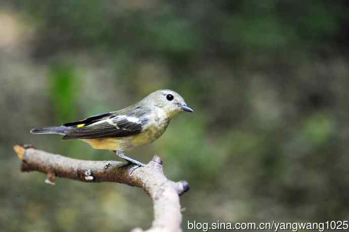 雌性白眉姬鹟（4）